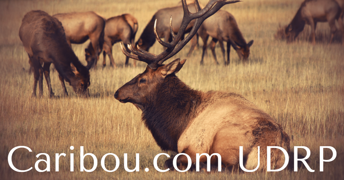 A picture of a heard of caribou with the words Caribou.com UDRP