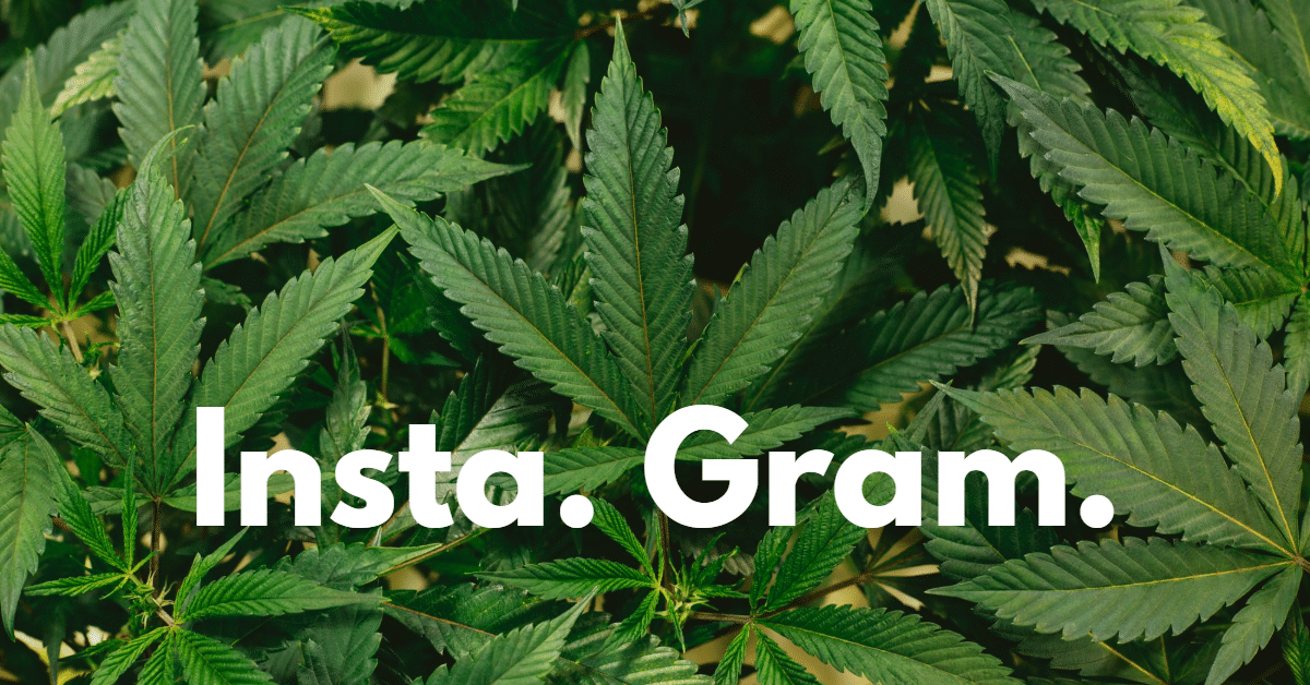 Picture of marijuana with the words "Insta Gram"