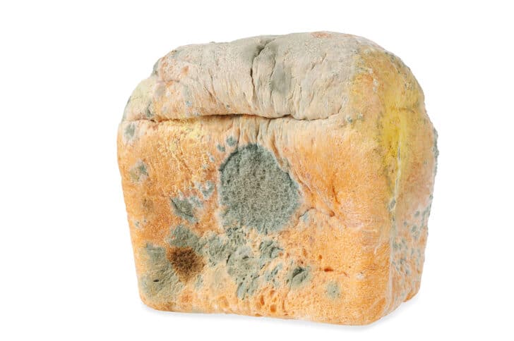A picture of moldy, stale bread